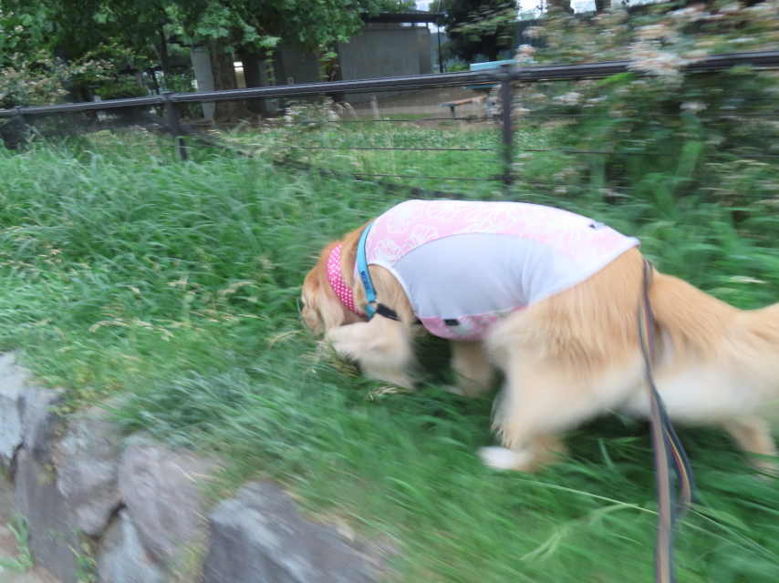 ファイル 8602-4.jpg