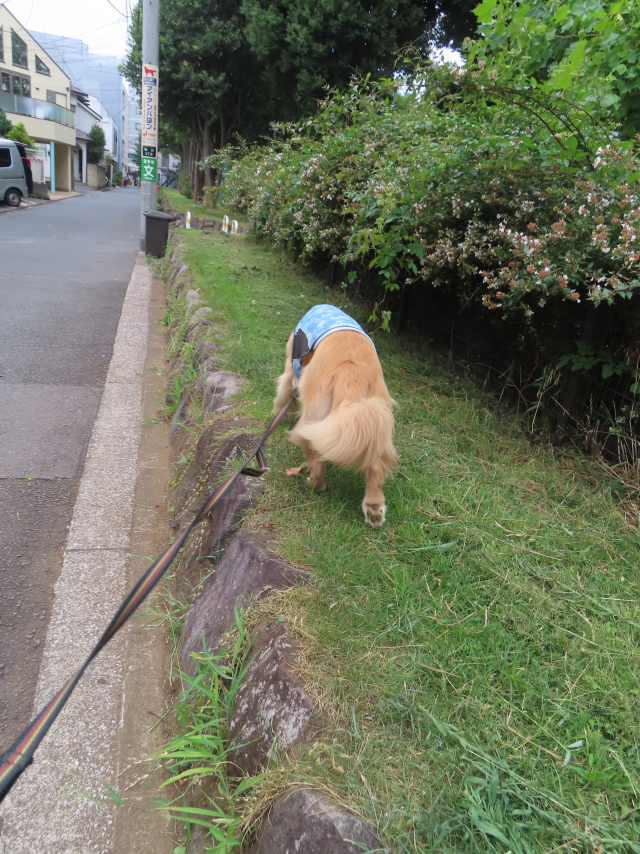 ファイル 8602-5.jpg