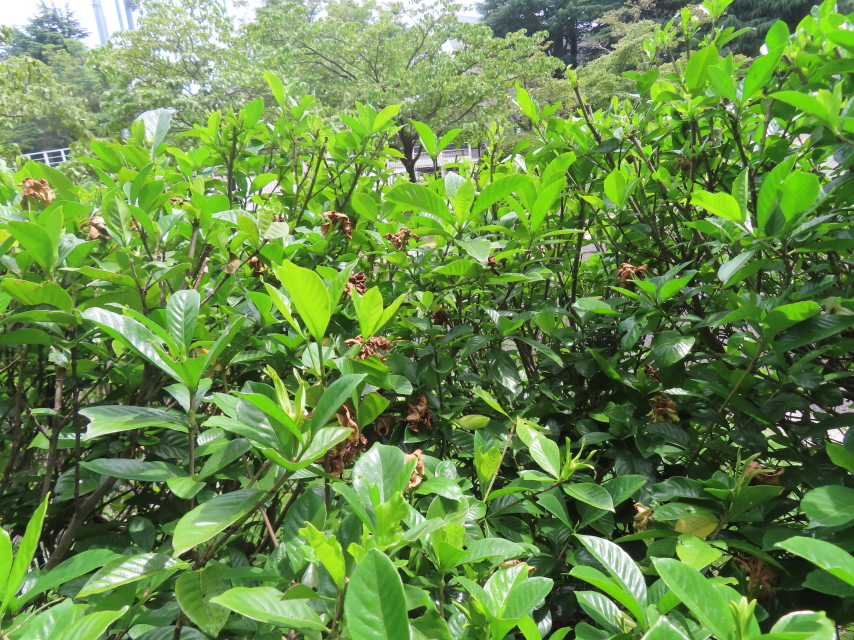 ファイル 8603-5.jpg