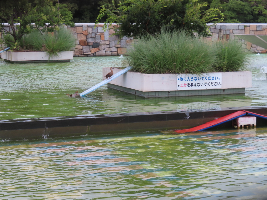 ファイル 8604-1.jpg