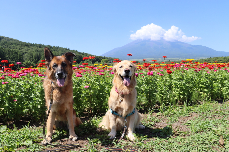 ファイル 8609-1.jpg