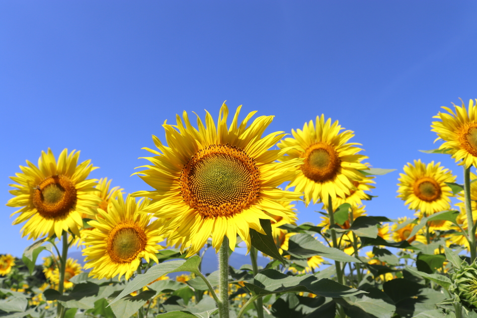 ファイル 8609-4.jpg