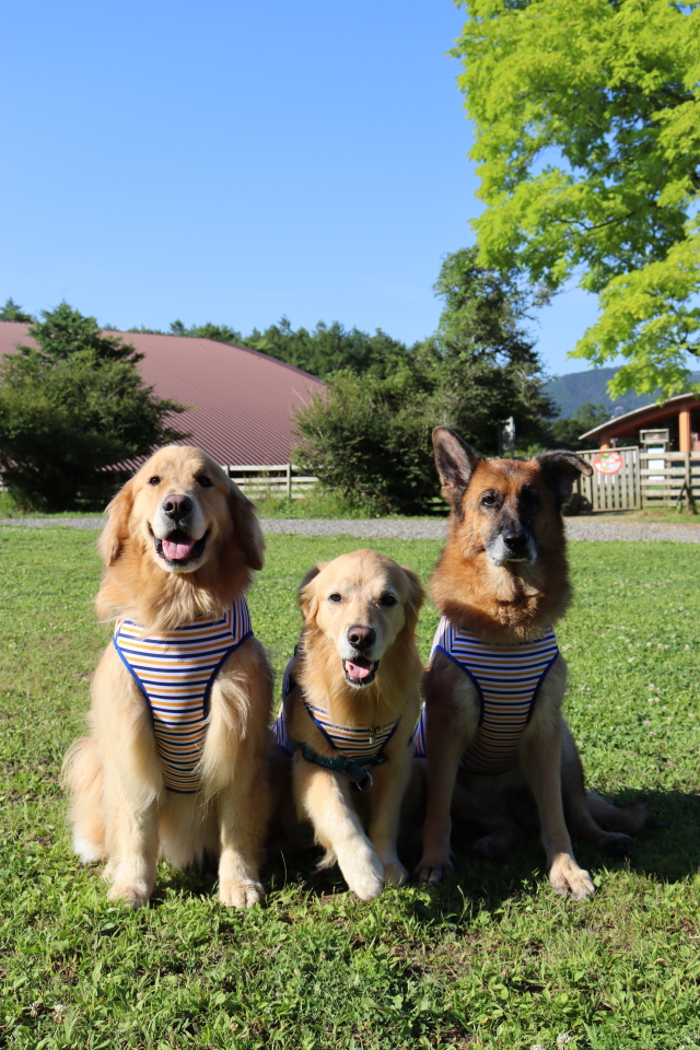 ファイル 8611-1.jpg