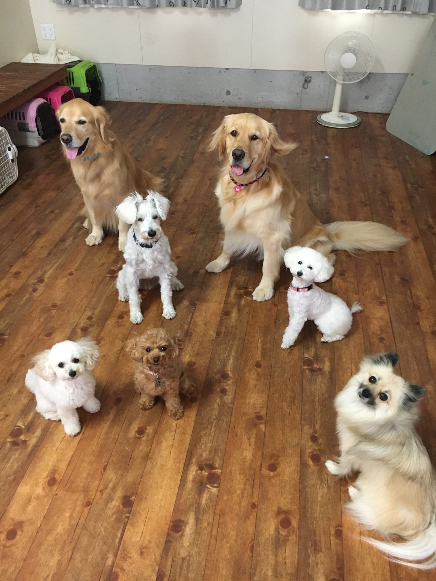 ファイル 8621-5.jpeg