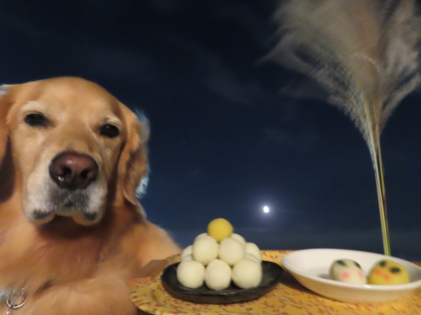 ファイル 8642-2.jpg