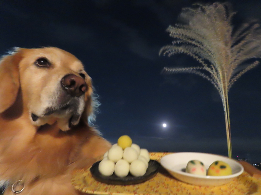 ファイル 8642-3.jpg