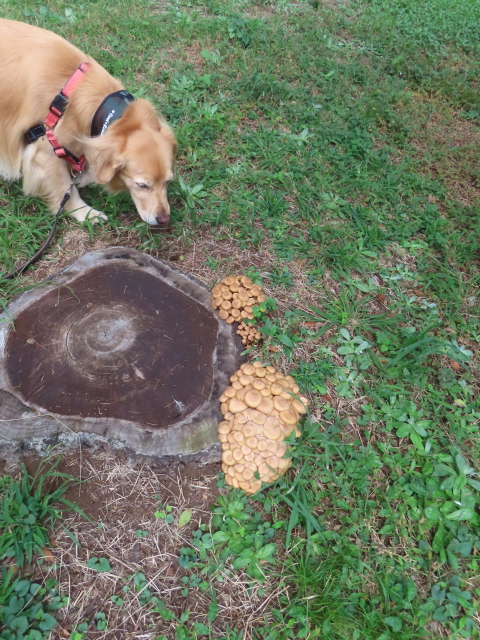 ファイル 8643-2.jpg