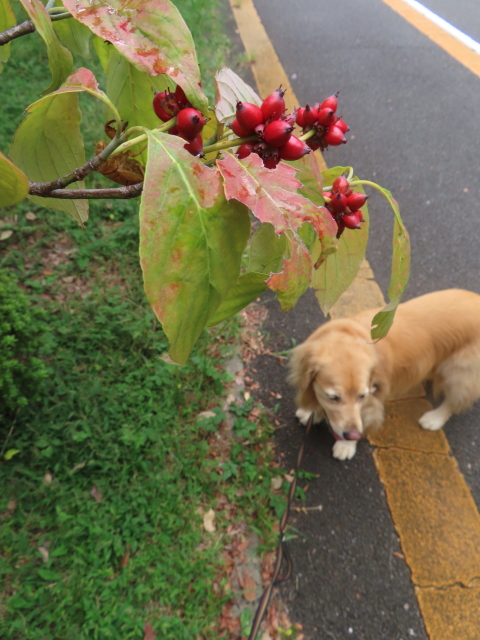 ファイル 8643-4.jpg