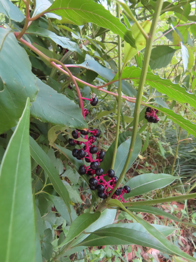 ファイル 8643-5.jpg