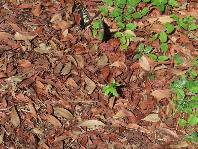 ファイル 8646-4.jpg