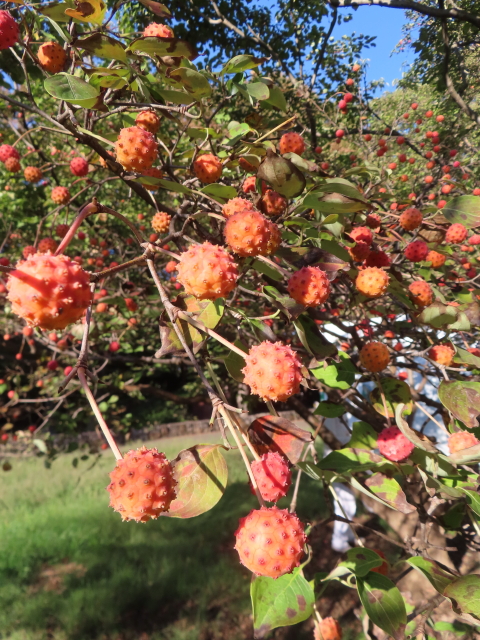 ファイル 8648-2.jpg