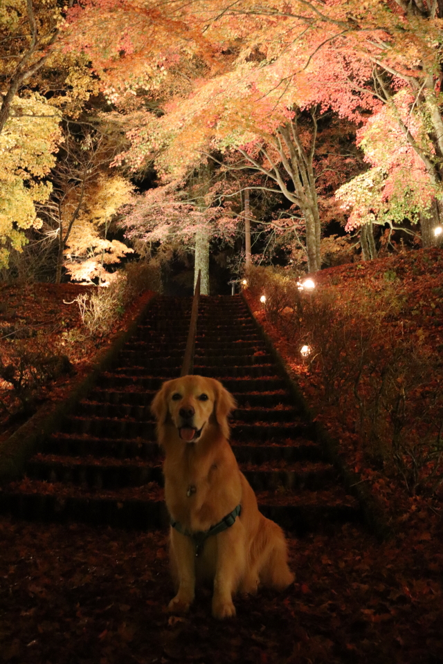 ファイル 8669-1.jpg