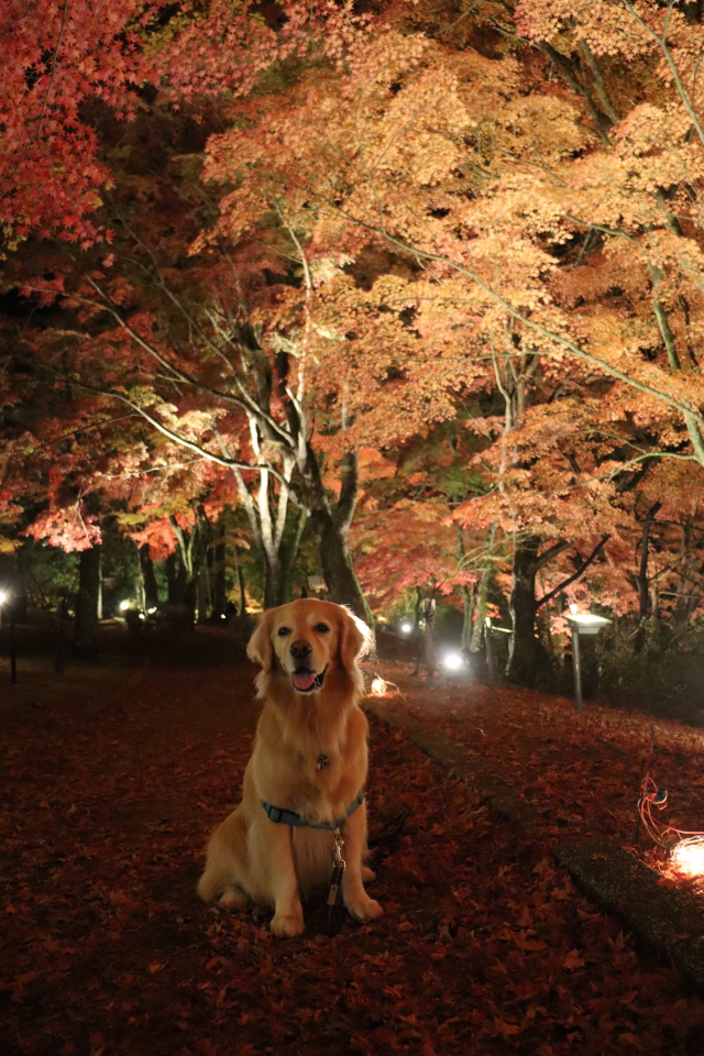 ファイル 8669-2.jpg