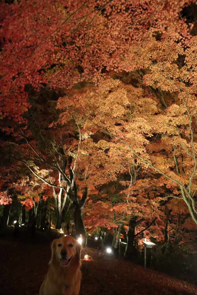 ファイル 8669-4.jpg