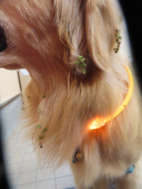 ファイル 8672-5.jpg