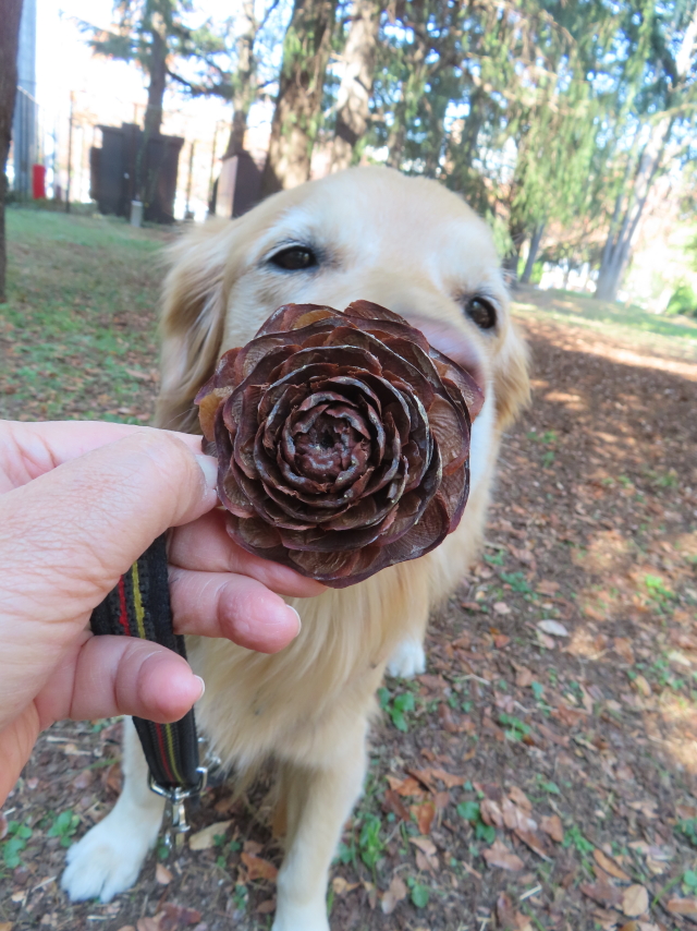 ファイル 8679-1.jpg