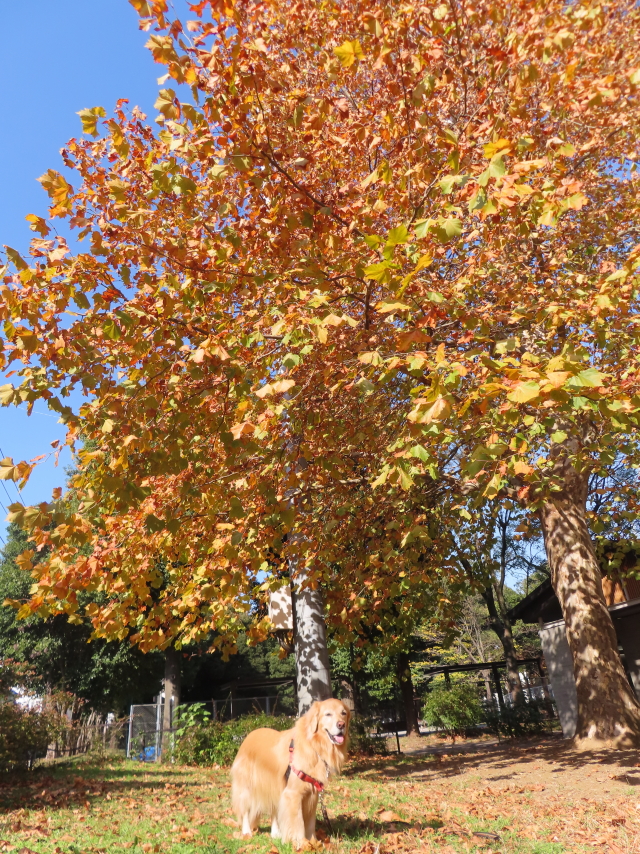 ファイル 8683-2.jpg