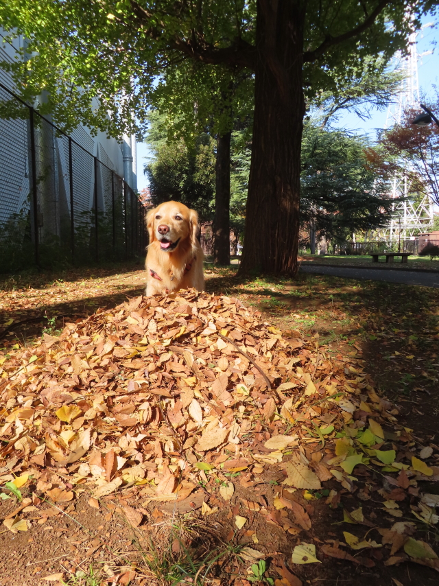 ファイル 8683-3.jpg