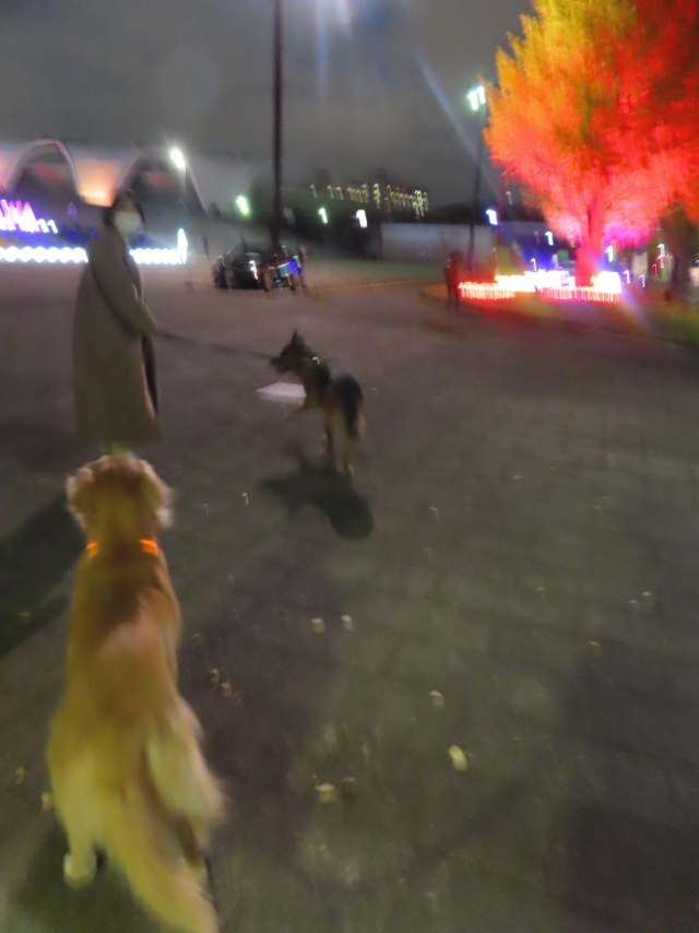 ファイル 8684-1.jpg