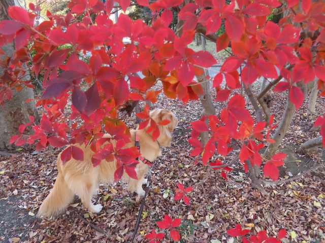 ファイル 8688-2.jpg