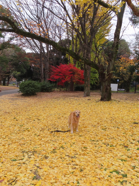 ファイル 8691-1.jpg