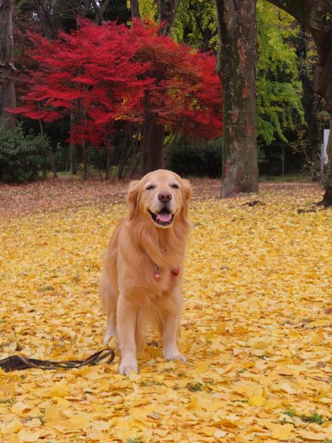 ファイル 8692-1.jpg