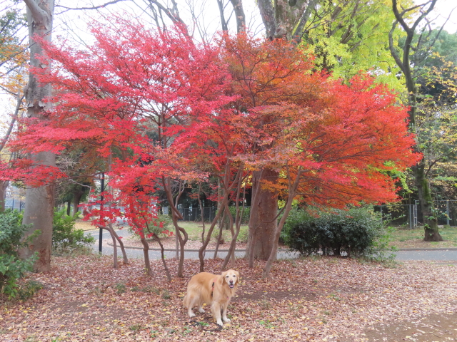 ファイル 8692-2.jpg