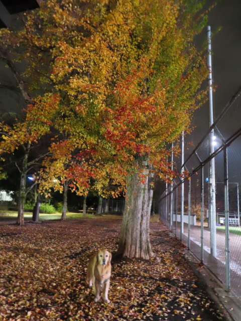 ファイル 8692-4.jpg