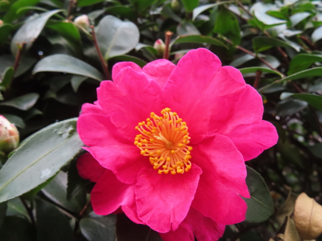 ファイル 8699-1.jpg