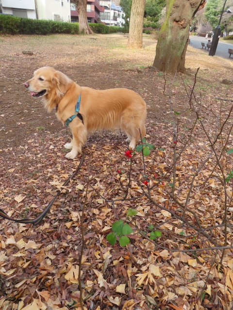 ファイル 8704-3.jpg