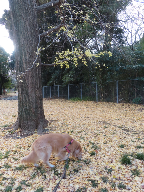 ファイル 8704-5.jpg