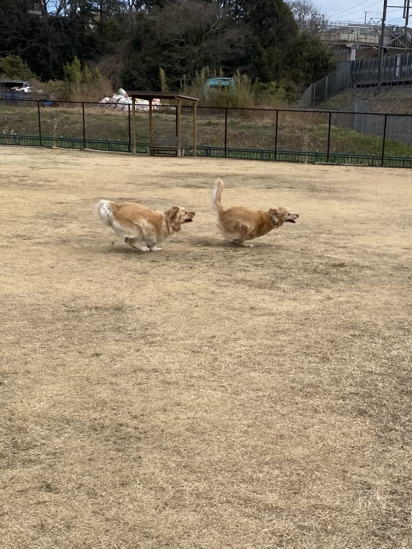 ファイル 8705-1.jpeg