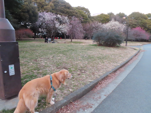 ファイル 8707-1.jpg