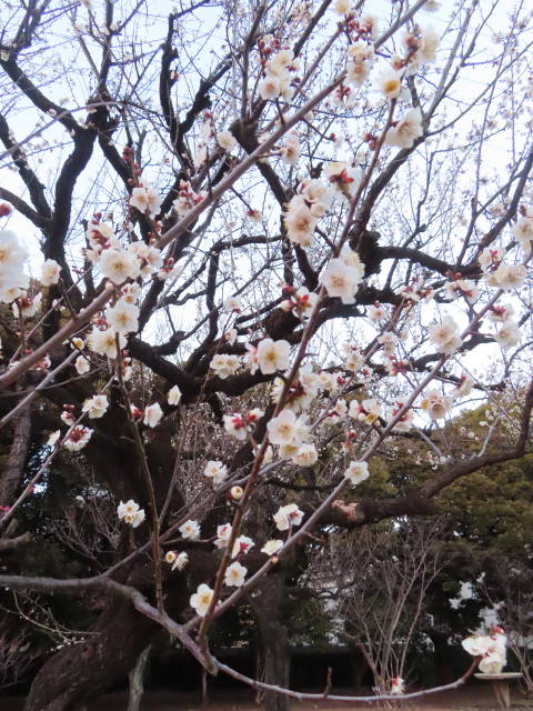 ファイル 8707-2.jpg