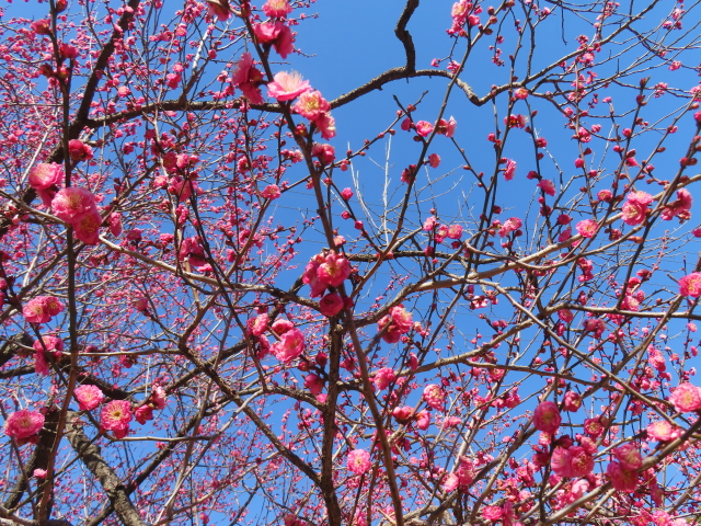 ファイル 8708-1.jpg