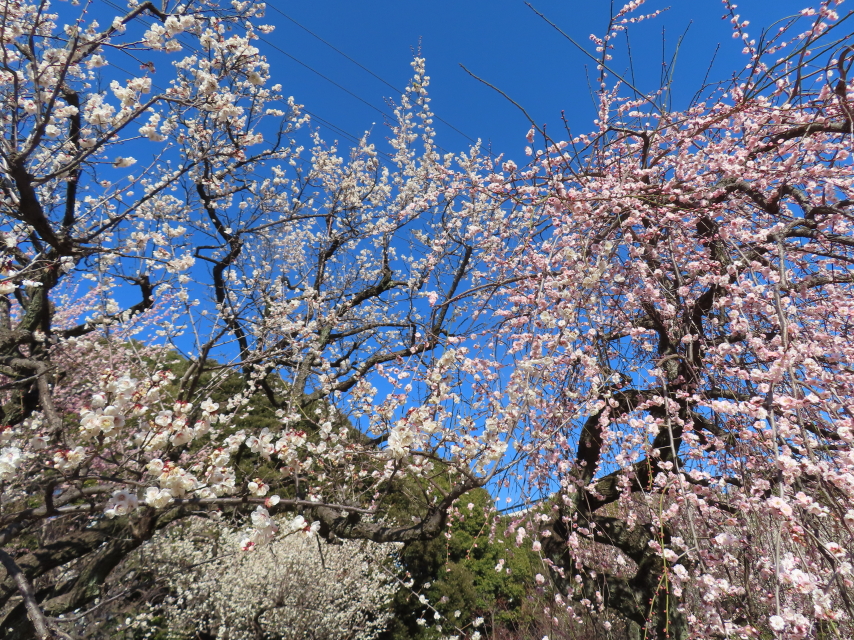 ファイル 8710-5.jpg