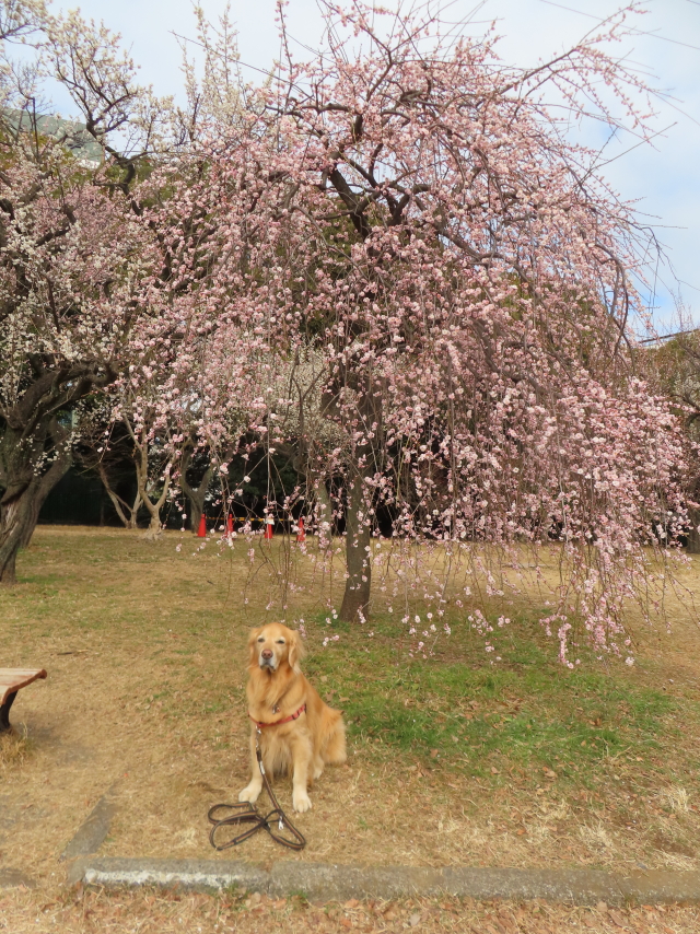 ファイル 8712-1.jpg