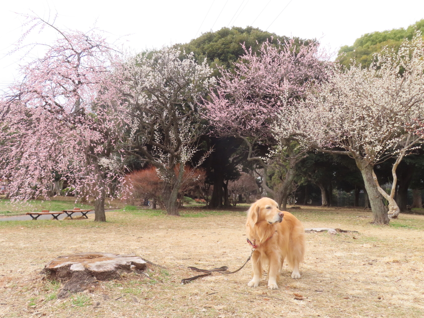 ファイル 8712-5.jpg