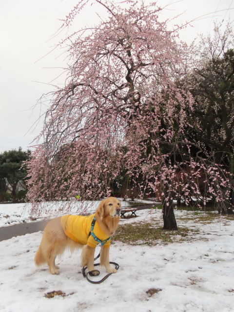 ファイル 8716-2.jpg