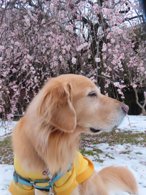 ファイル 8716-4.jpg