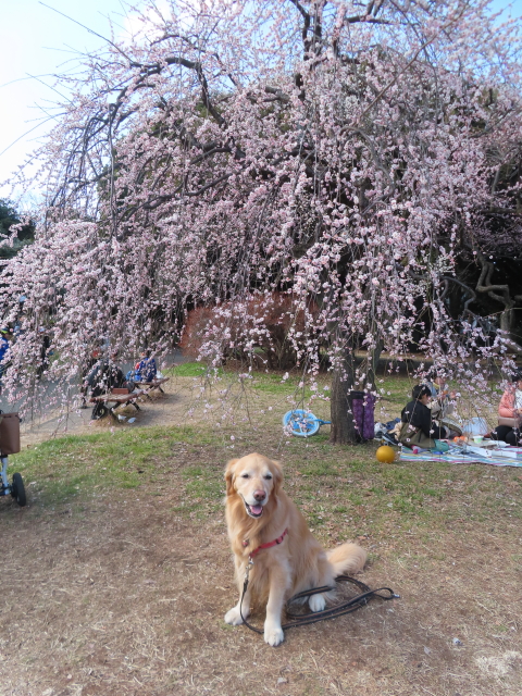 ファイル 8719-2.jpg