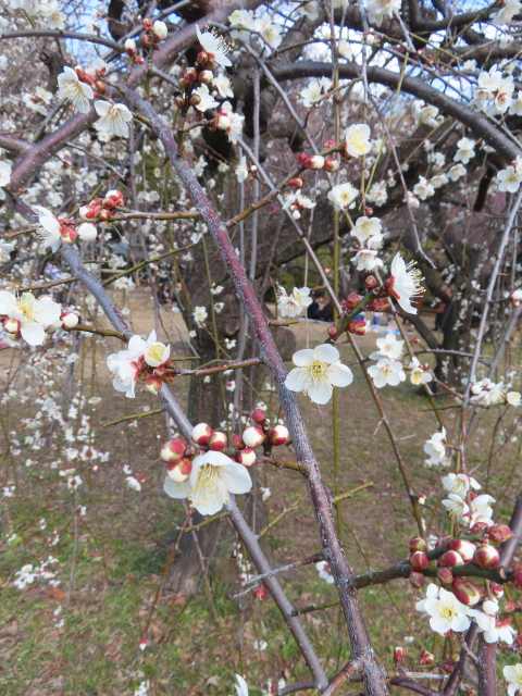 ファイル 8719-5.jpg