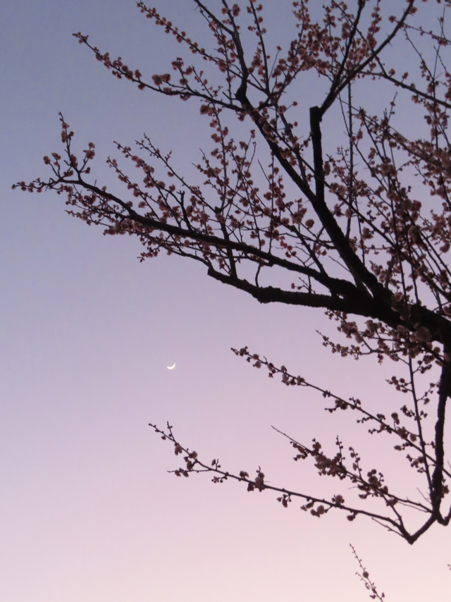 ファイル 8723-5.jpg