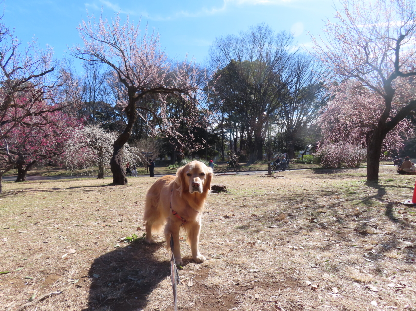 ファイル 8724-1.jpg