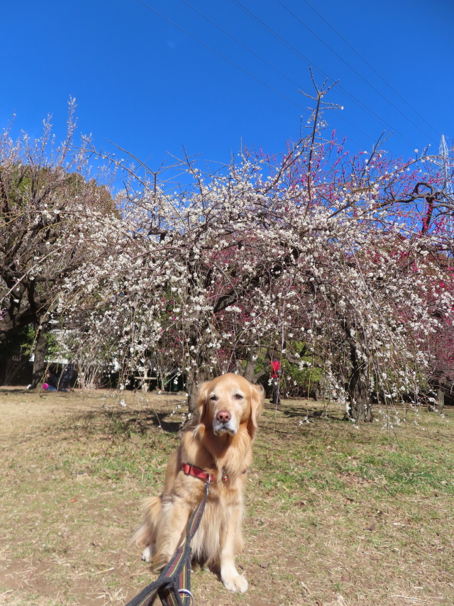 ファイル 8724-2.jpg