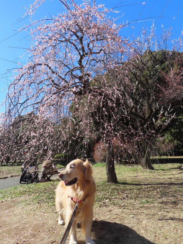 ファイル 8724-3.jpg