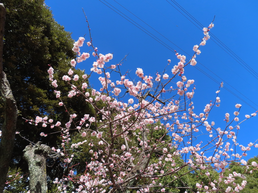 ファイル 8724-4.jpg