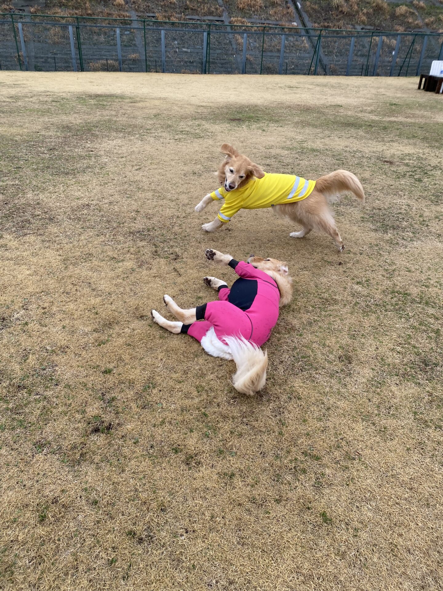 ファイル 8725-3.jpeg