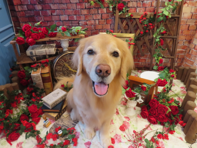 ファイル 8726-3.jpg