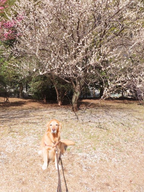 ファイル 8728-4.jpg